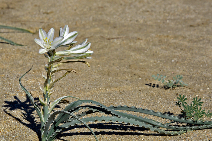 Desert Lily grows up to 3 feet tall, usually much less in normal conditions. This species blooms from February to May and March to May in California. Hesperocallis undulata 